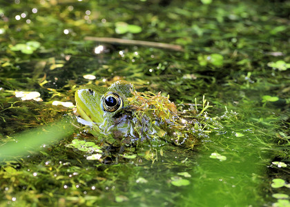 土石蛙青蛙野生动物动物沼泽两栖动物群背景图片