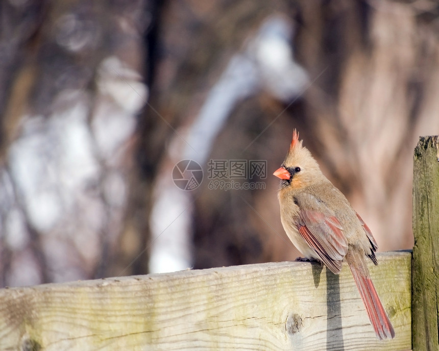 北方女红衣主教鸟类栅栏红色野生动物图片