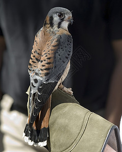 美国 Kestel 法尔科 sparverius野生动物性质红隼观鸟猎鹰背景图片