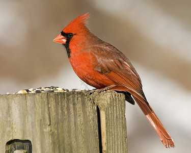 红衣主教卡迪那利斯红衣主教野生动物观鸟红色树木男性背景图片