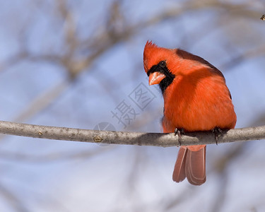 红衣主教卡迪那利斯红衣主教观鸟树木男性红色野生动物高清图片