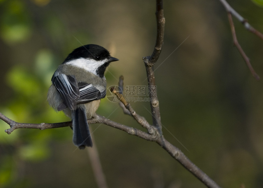 黑头奇卡迪山雀野生动物公园黑帽观鸟树木图片