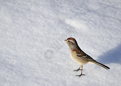 美国树木麻雀野生动物鸟类背景图片