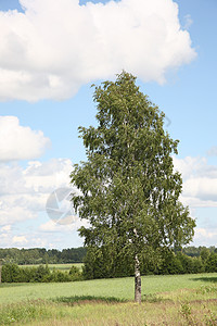 俄罗斯比尔植物群绿色乡村植物背景图片