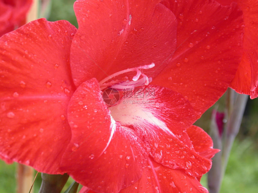 红色百里红花瓣雄蕊叶子绿色黄色植物群季节粉红色雏菊宏观图片
