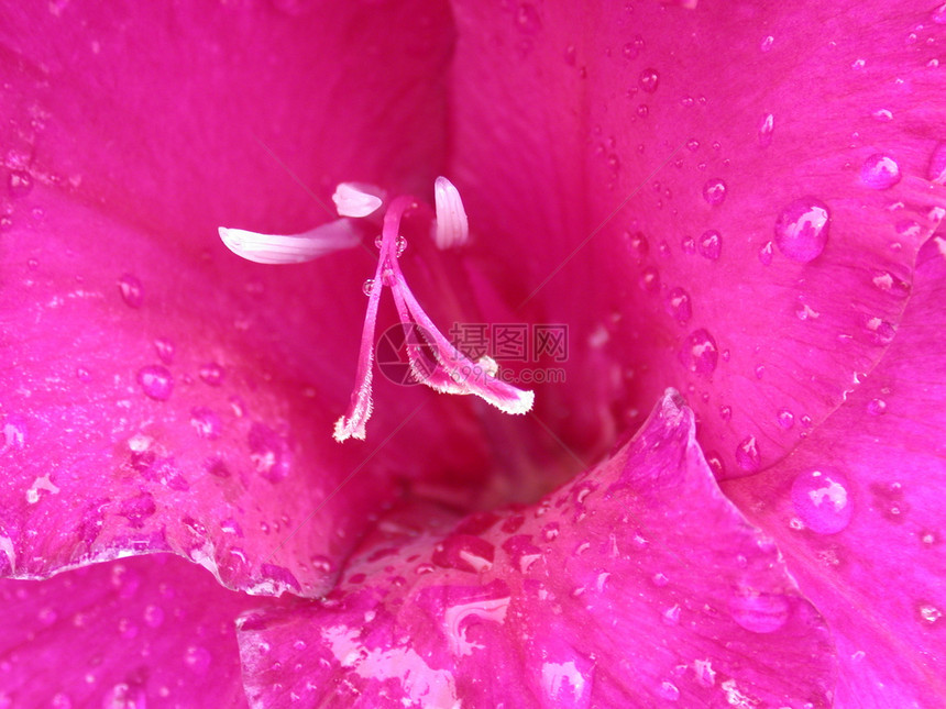 紫丽雏菊花瓣红色绿色雄蕊花朵花园植物群黄色宏观图片