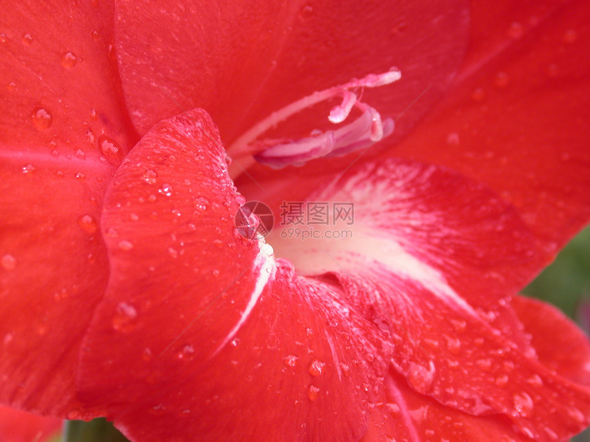 红色百里红季节雄蕊花粉粉红色叶子花瓣植物群花朵宏观绿色图片