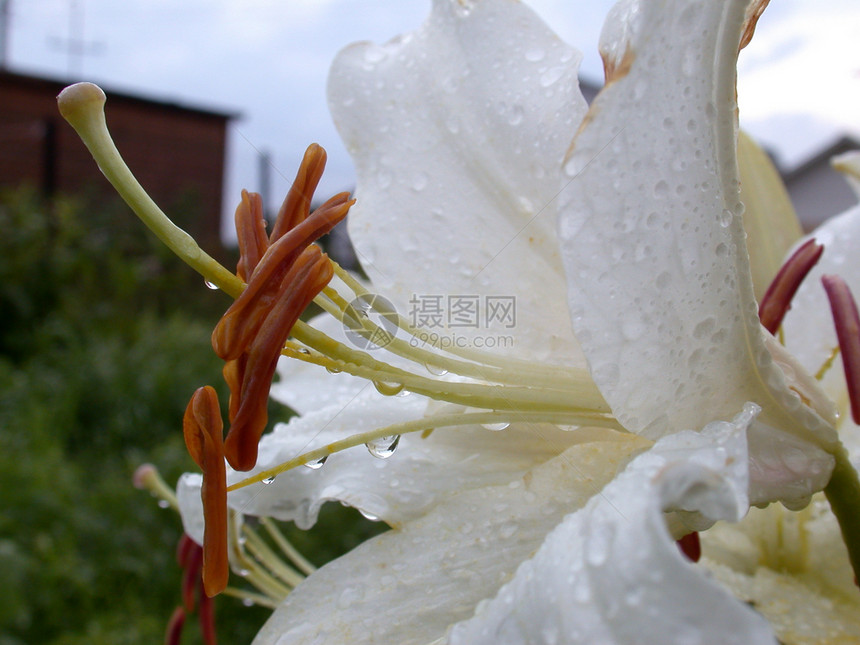 白百圆雄蕊粉红色绿色花粉花瓣黄色植物花园花朵红色图片