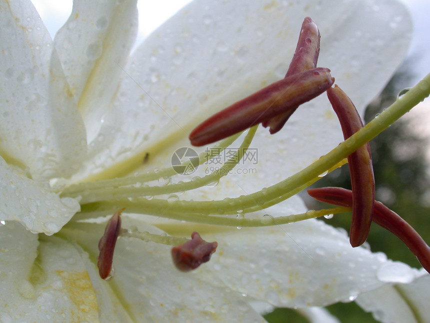 白百圆黄色红色花朵季节花瓣宏观植物群叶子雄蕊雏菊图片