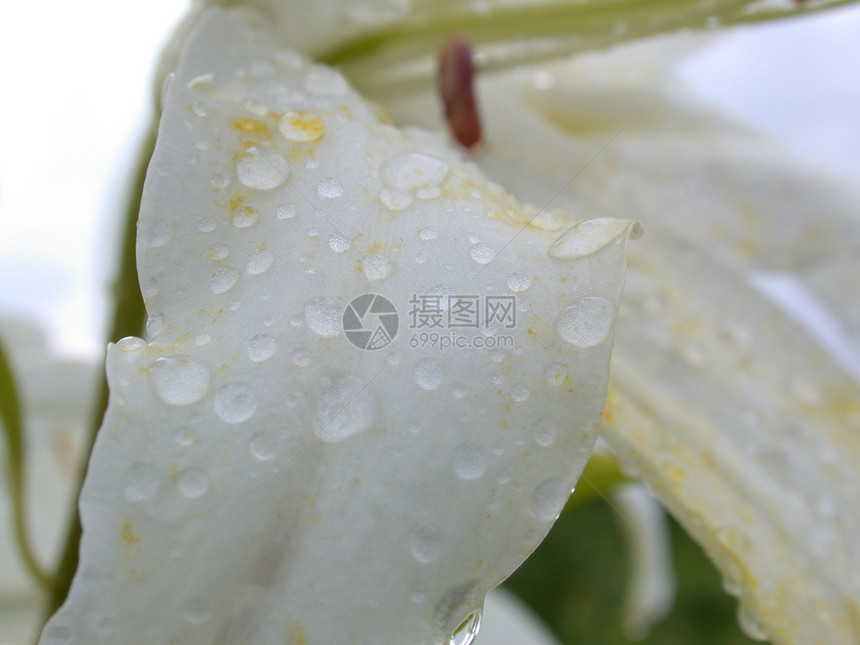 白百圆宏观花瓣花朵红色植物植物群雄蕊叶子雏菊黄色图片