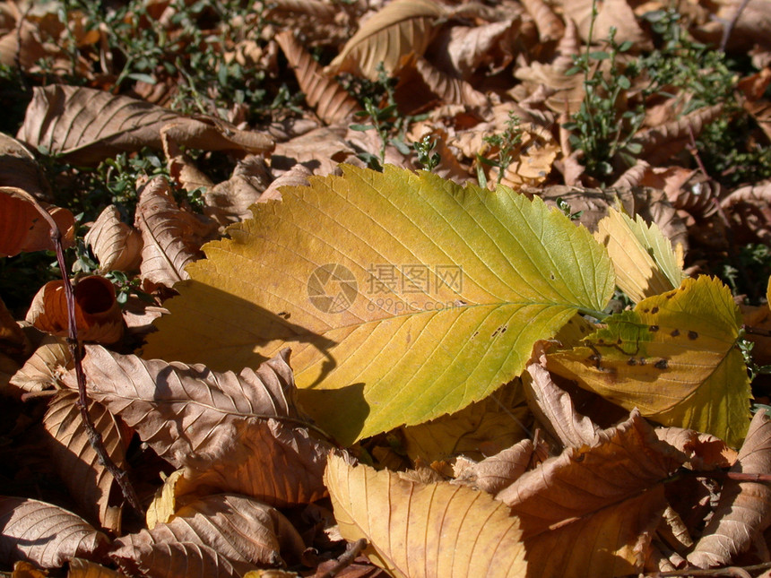 秋叶绿色红色叶子天气季节落叶黄色图片