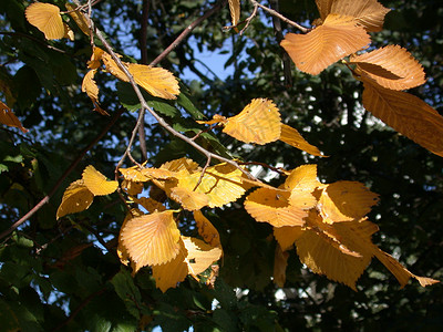 秋叶红色绿色天气叶子落叶黄色季节背景图片
