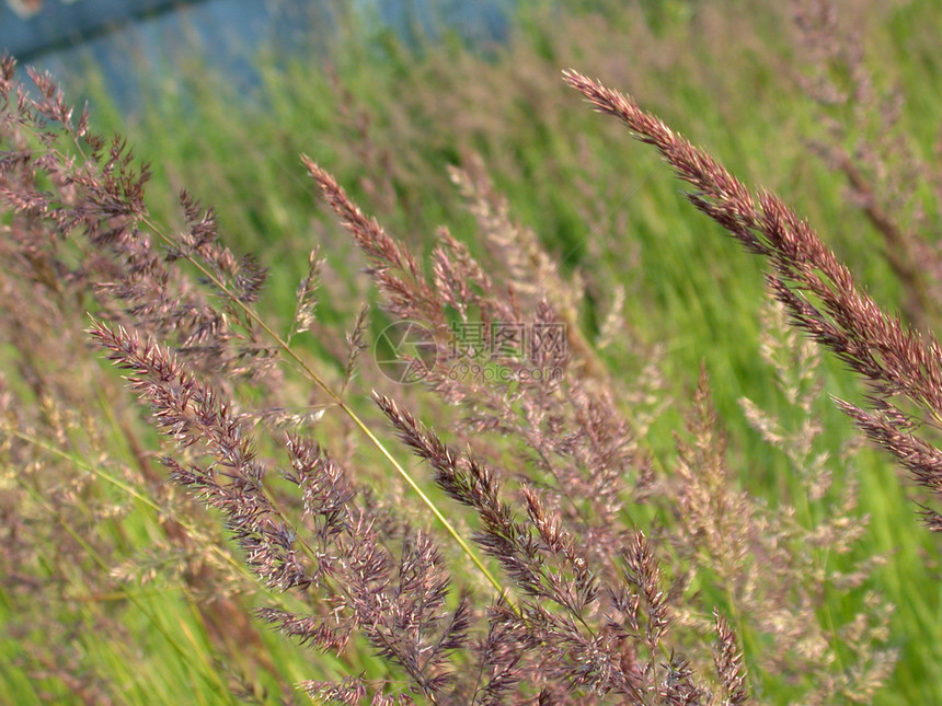 草药背景绿色民众场地蓝色草地植物群杂草植物头巾图片