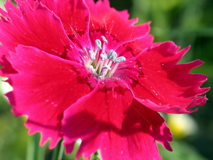 红花自然花园环境图片