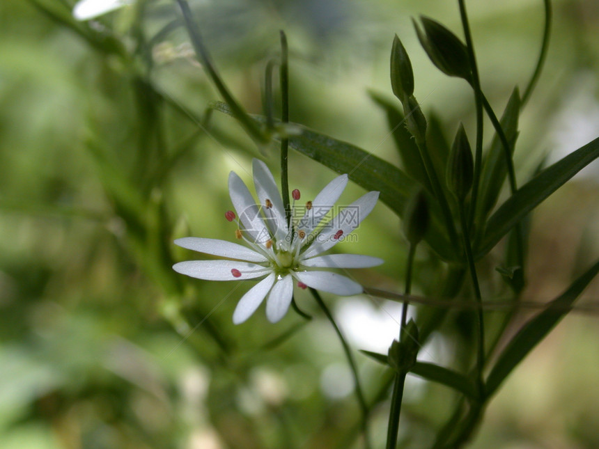 白色的花雄蕊植物黄色花瓣叶子雏菊季节粉红色红色绿色图片