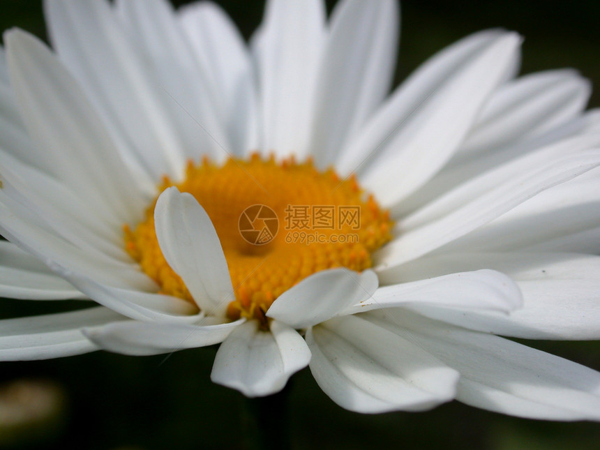 戴耳轮花园植物黄色叶子季节花瓣宏观红色植物群雄蕊雏菊图片