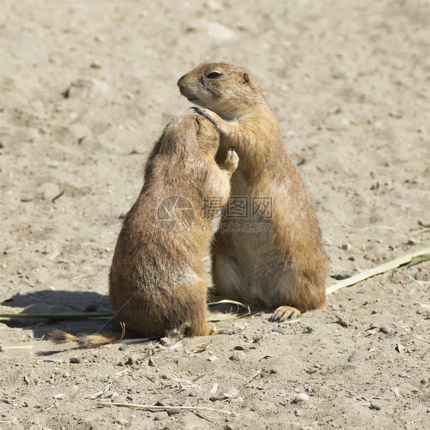 索苏利克地面松鼠夫妇挖掘机野生动物地鼠濒危黄疸动物荒野场地食草哺乳动物图片