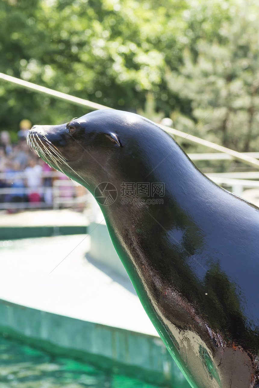 布达佩斯动物园的海豹图片
