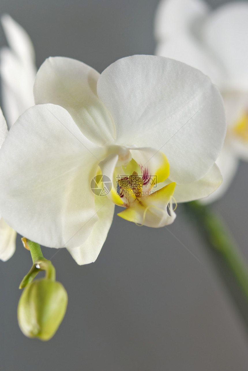 白兰花花瓣异国白色植物群植物叶子温泉植物学热带情调图片