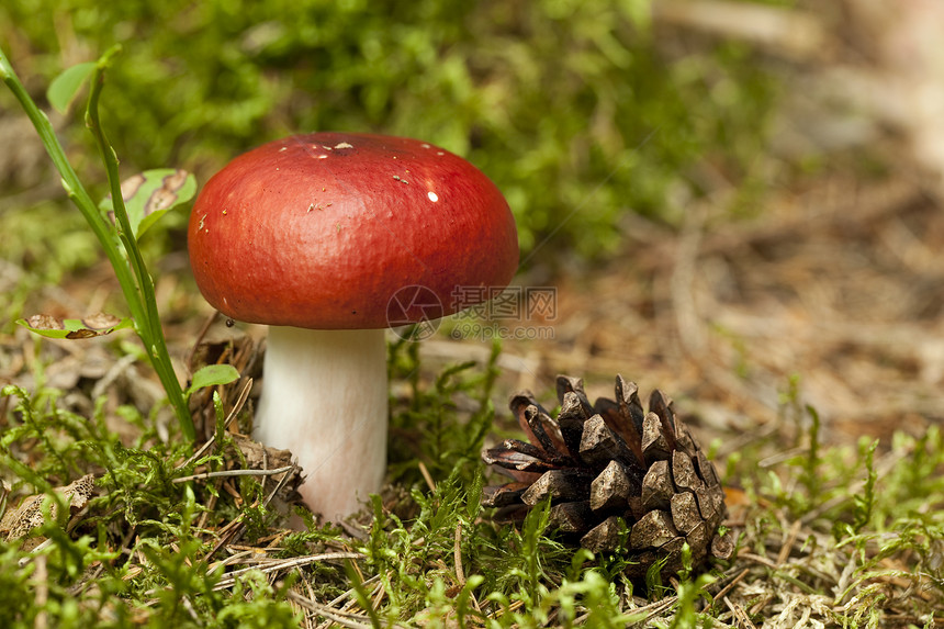 鲁苏拉蘑菇苔藓背景性质森林锥体红色宏观图片