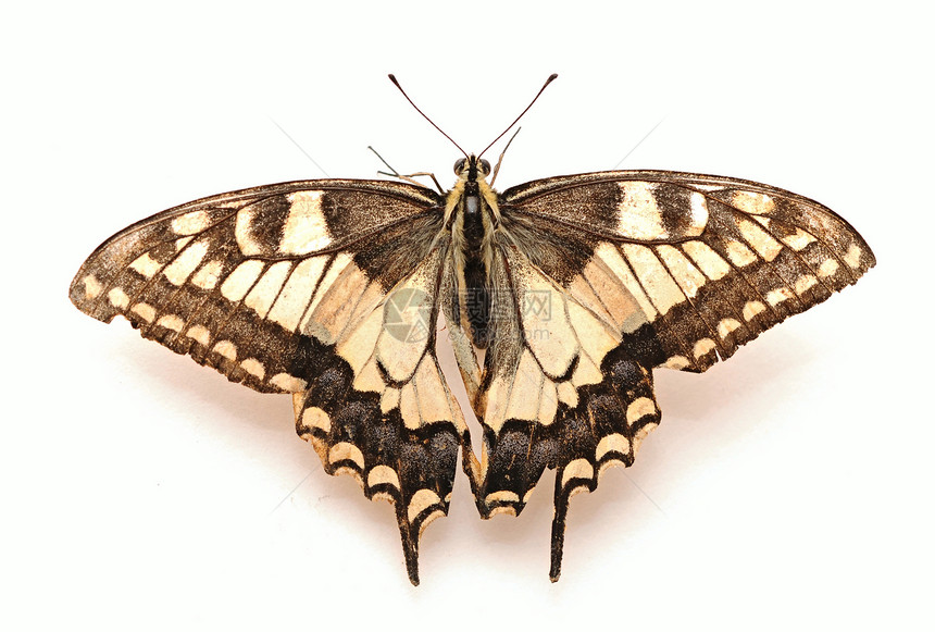 黄蝴蝶白色黑色生物学翅膀天线宏观野生动物热带活力环境图片