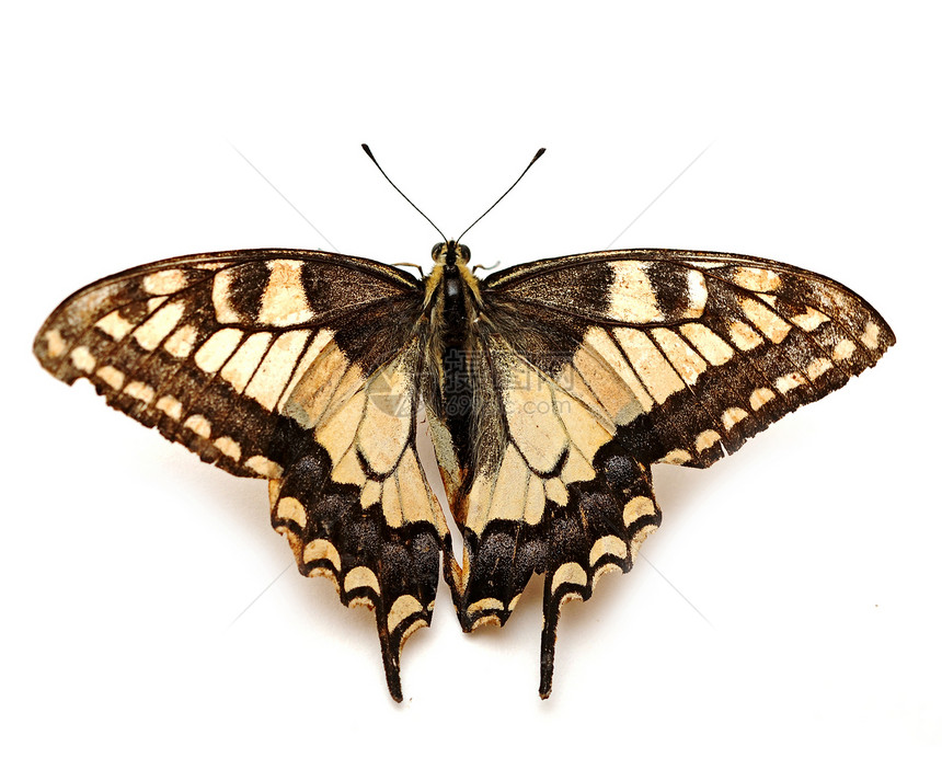 黄蝴蝶生物学昆虫翅膀脆弱性白色黑色热带环境天线黄色图片