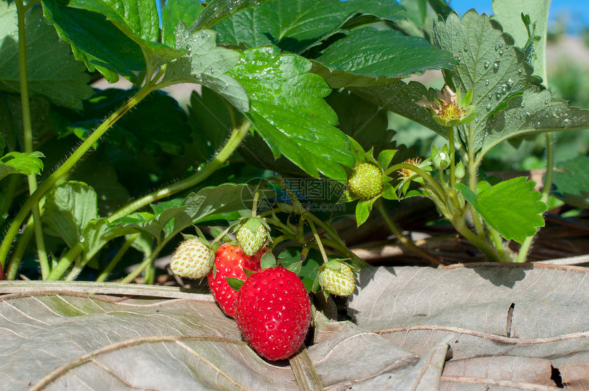 草莓字段收成食物经济场地生长水果植物农场绿色图片