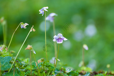 紫花花生长旅行公园美丽草花背景图片