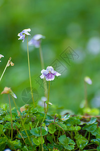 紫花花生长绿色美丽背景图片