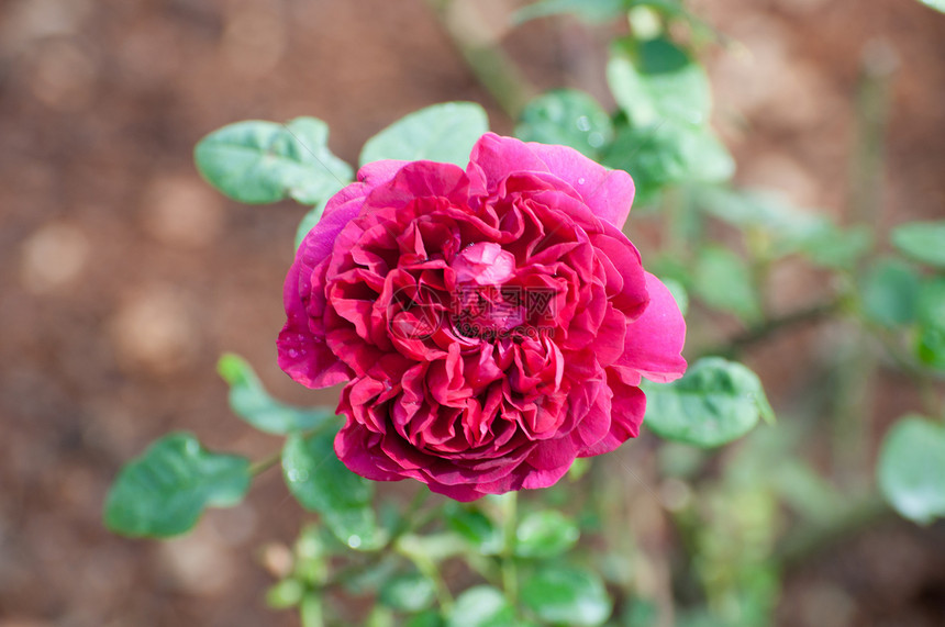 粉红玫瑰花公园绿色太阳美丽玫瑰图片