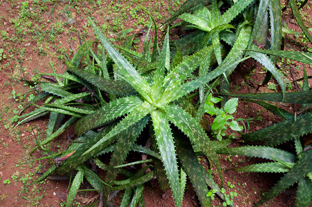 单体肺炎植物草本植物绿色生长场地芦荟收成背景图片