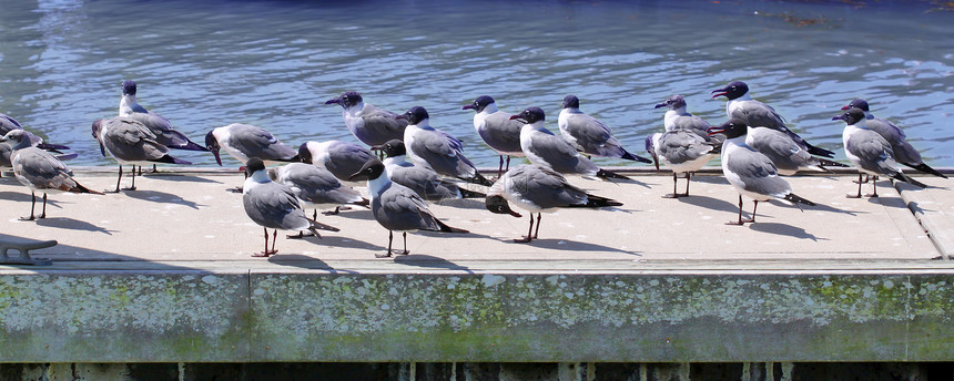 笑口羽毛动物生态码头生物学鸟类动物群港口小鸟水禽图片