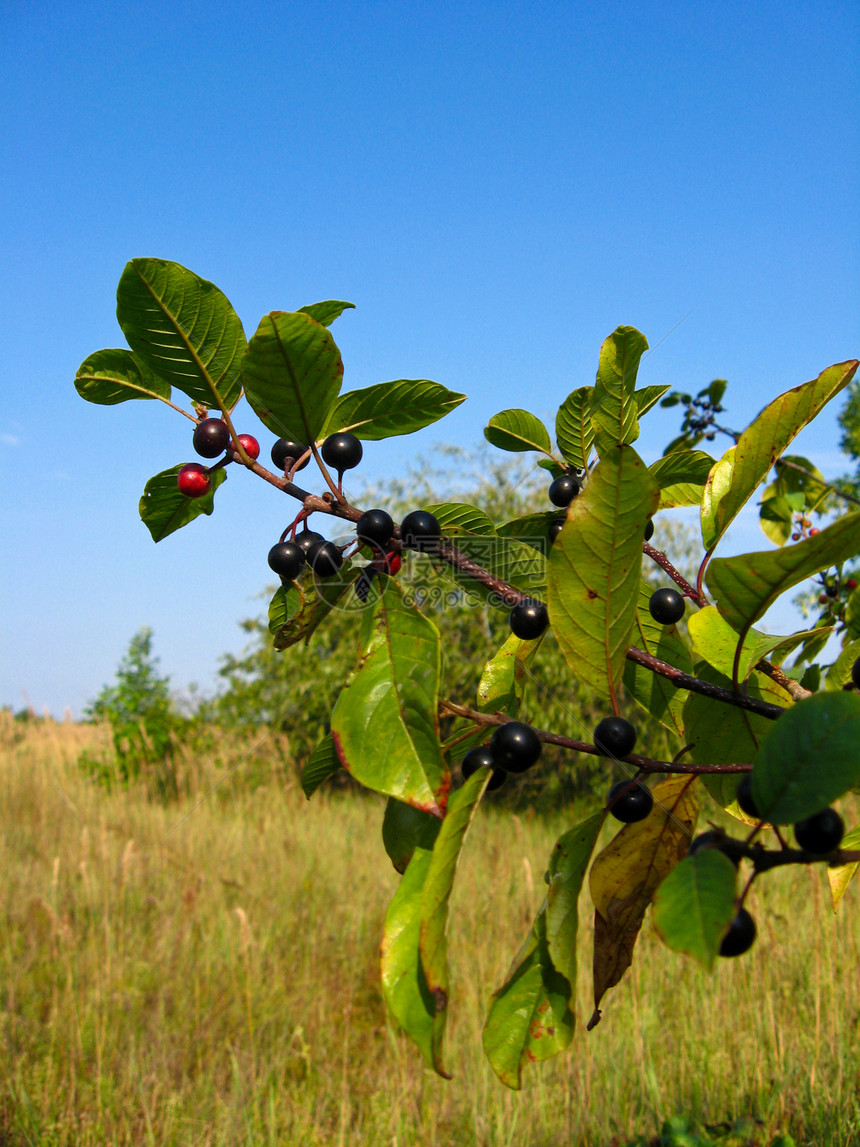 与狼莓的分行植物种子成长树叶花园季节衬套花束植物学叶子图片