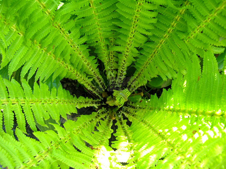 野生树叶的罚款模式民众森林丛林植物生物学绿色植物花园植物群温室植物学图片