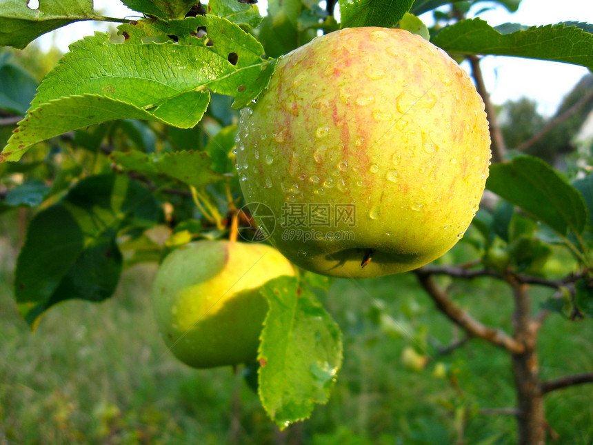 美味又成熟的苹果甜点水果食物市场生长饮食果汁矿物香味天空图片