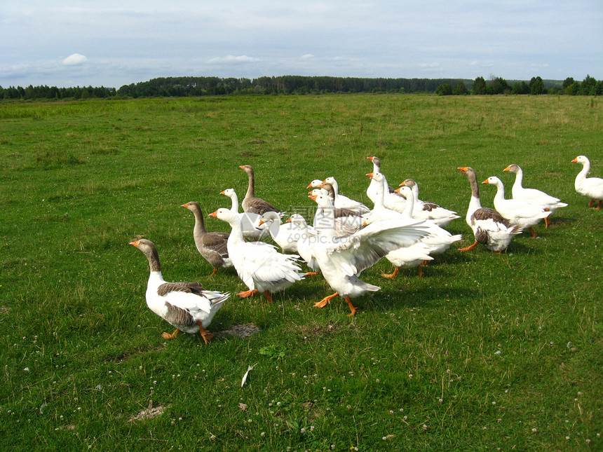 白鹅飞在草地上库存家庭小鹅航班宠物鼻子天空翅膀照片家禽图片