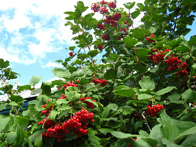 红色的成熟结壳玫瑰团团团健康天空厨房灌木枝条香气食物花园叶子树叶背景图片