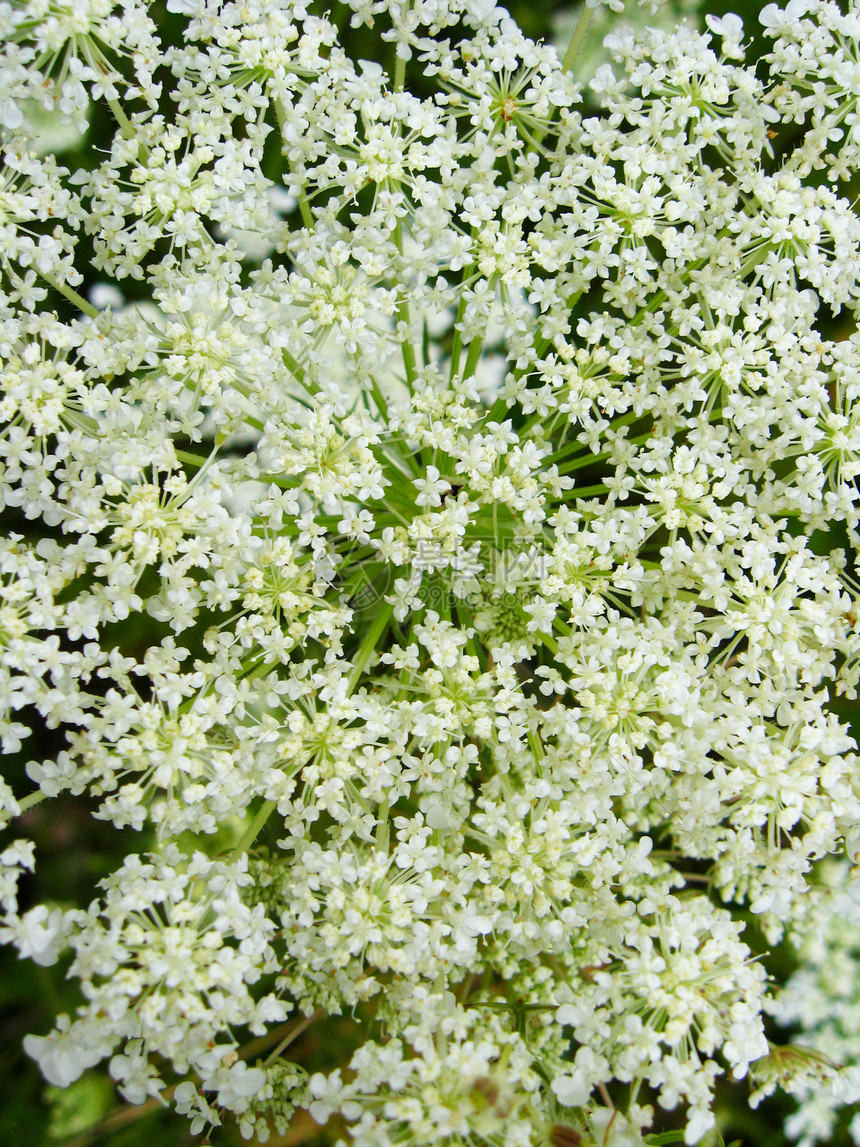 夏季花草原背景的鲜花田疗法老太婆季节风景芳香地面蜜蜂草地天空场地图片