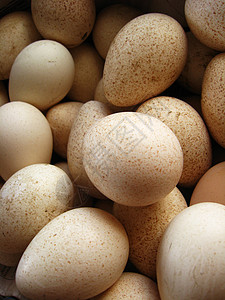 很多火鸡蛋生活灰色白色阴影火鸡美味后人背景图片