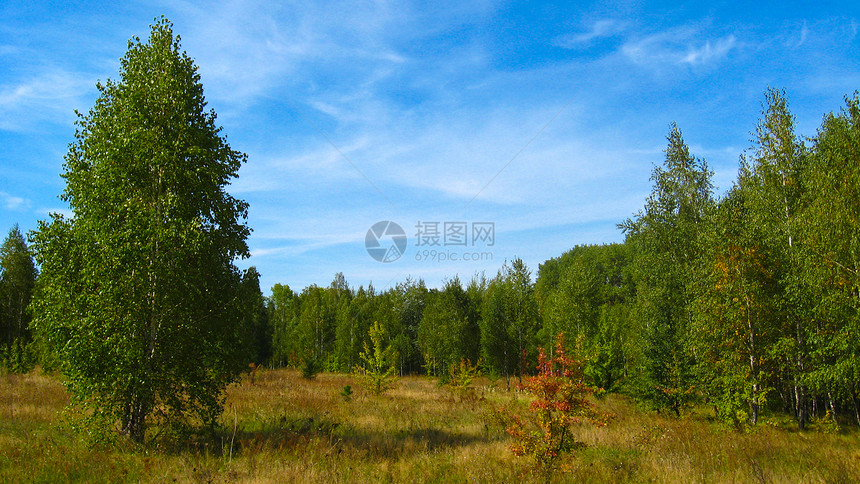 美丽的秋季风景香气芳香疗法天空衬套蜜蜂地面照片森林桦木图片