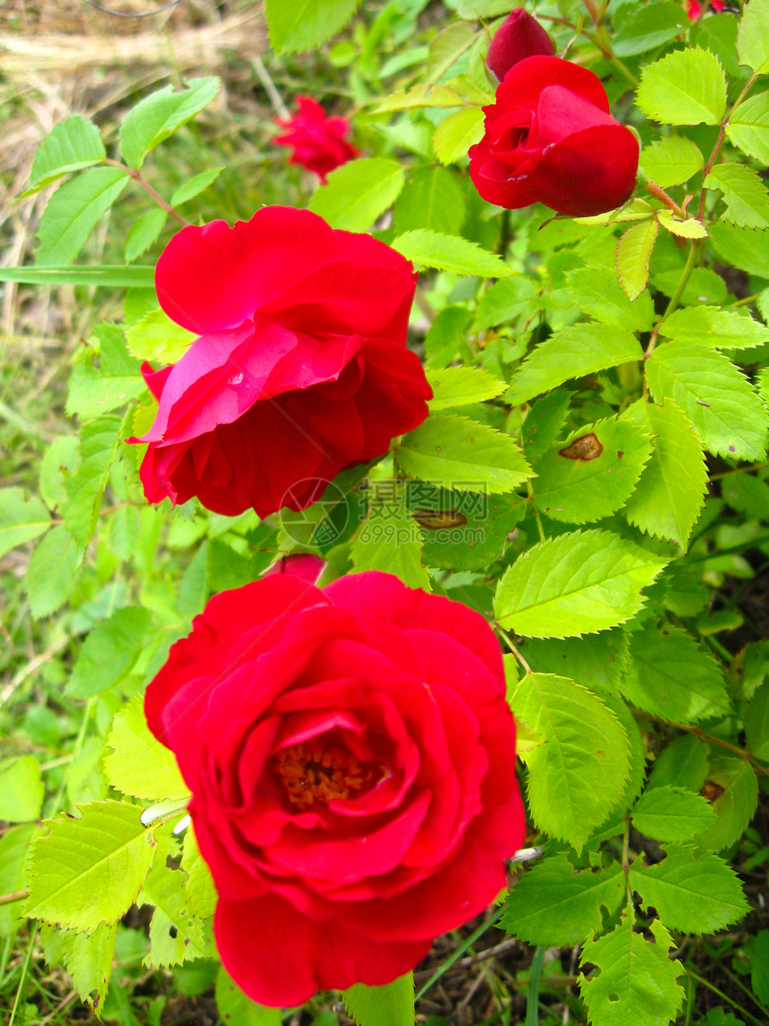 一朵美丽的红玫瑰花叶子节日昆虫植物学环境晴天花瓣花坛太阳皮肤图片