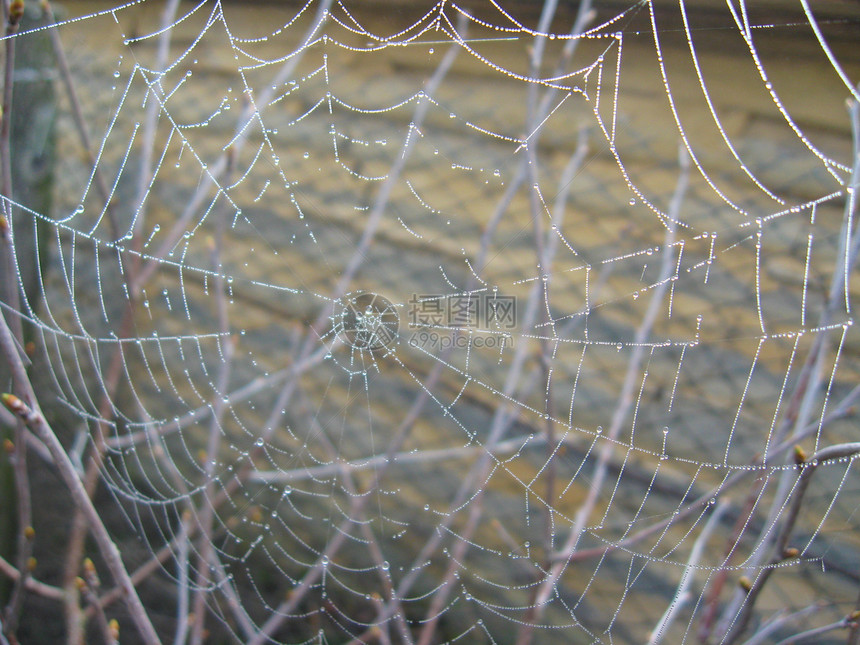 灰色背景上的蜘蛛网图片