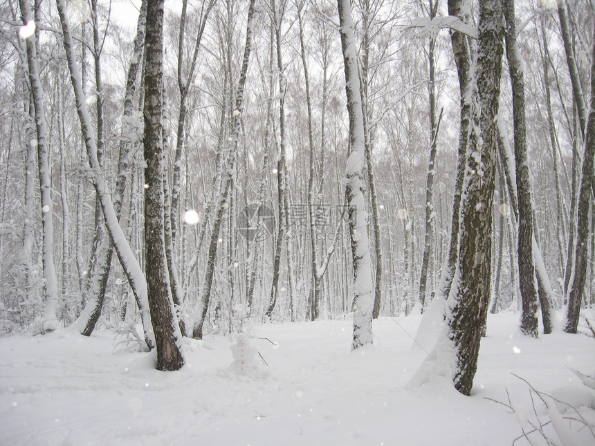 森林中的冬季风景阴影绿色空气生活木头雪堆森林树干季节太阳图片