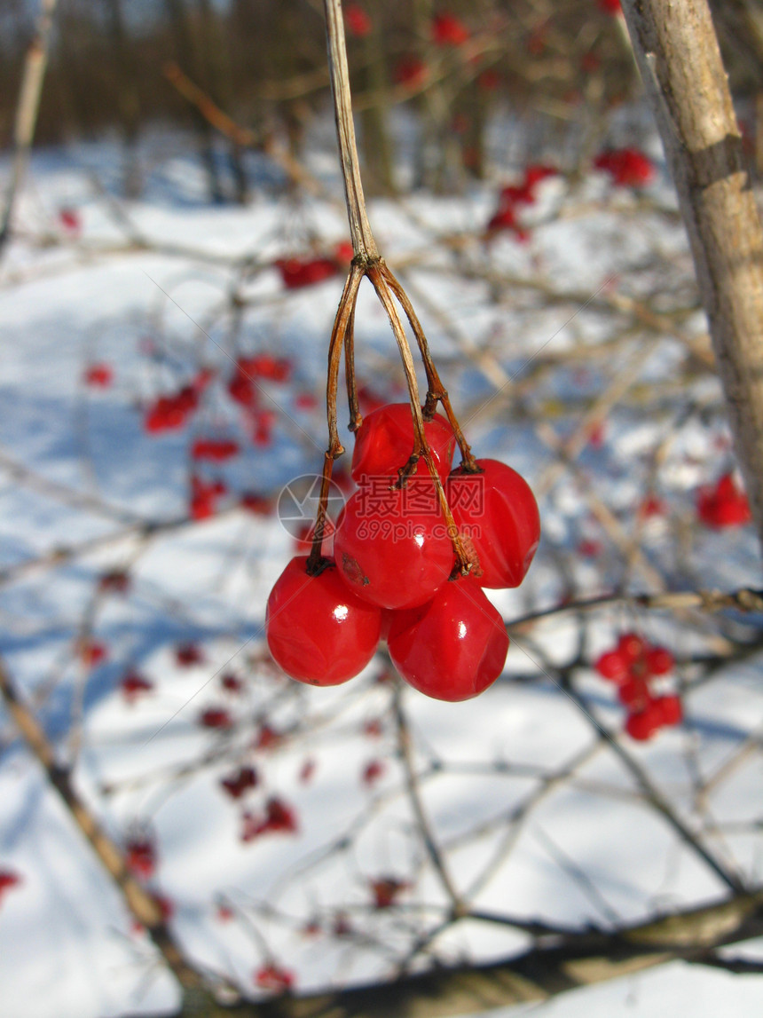 红宝石香气荚蒾衬套花园生长红色浆果白色人生植物图片