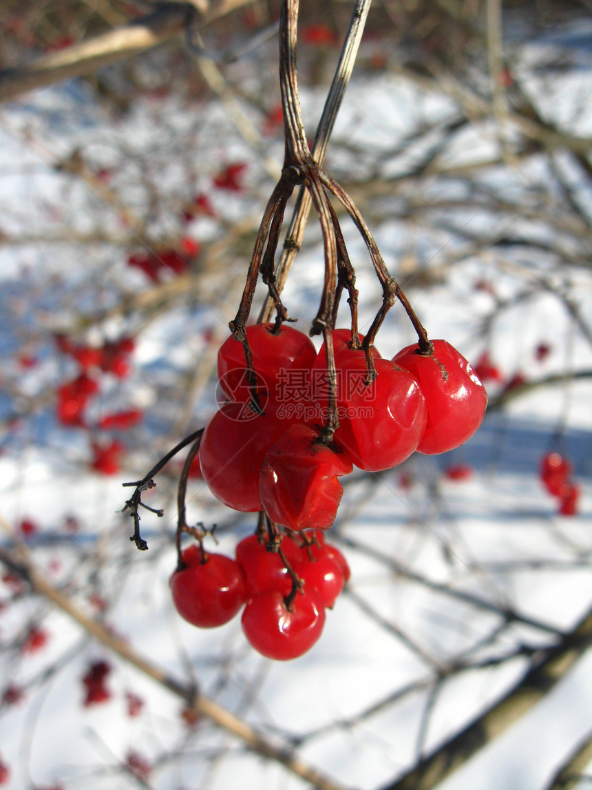 红宝石植物红色作物香气荚蒾花园人生浆果白色衬套图片