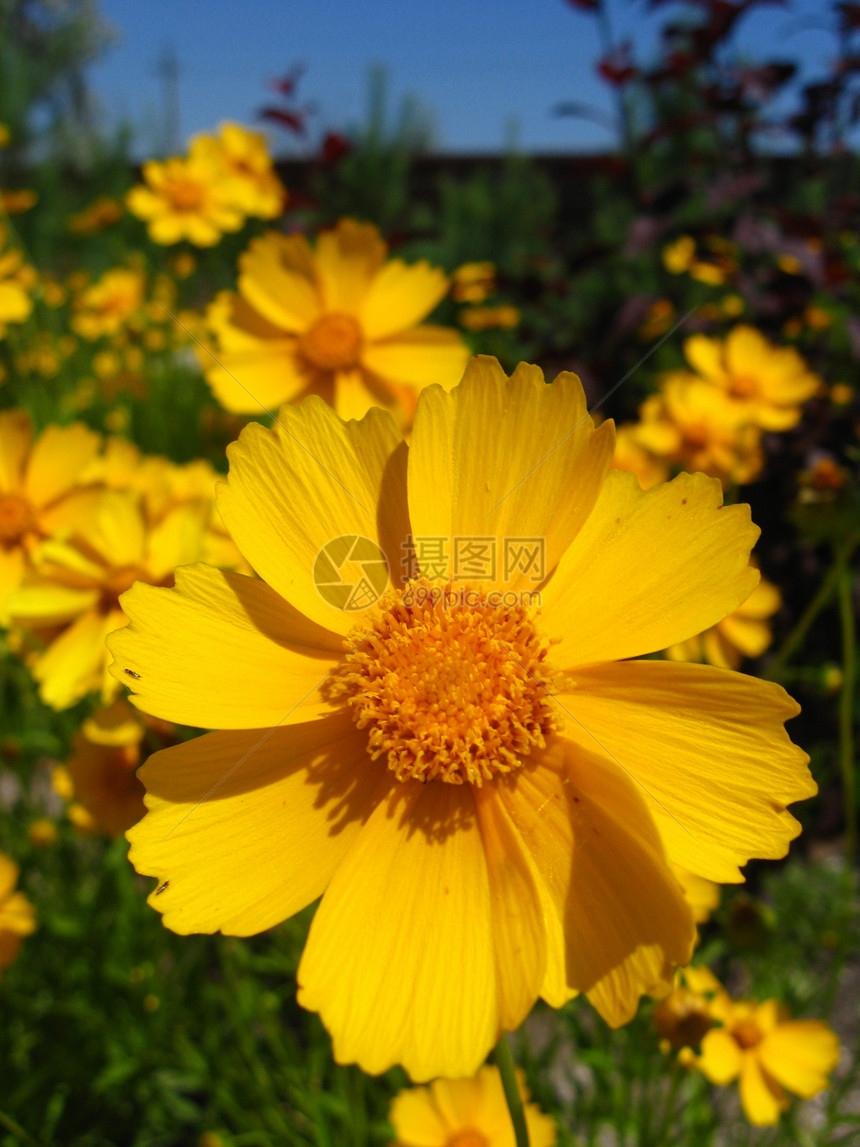 黄色花朵天堂艺术花园礼物花瓣墙纸叶子蓝色季节框架图片