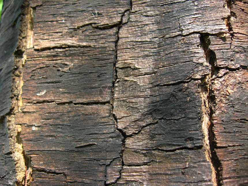 树的黑暗树皮木质电锯台黑色木工木板木匠锯末木头生活森林图片