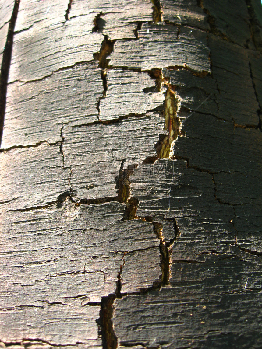 树的黑暗树皮木头森林木板木质生活木匠黑色锯末木工电锯台图片