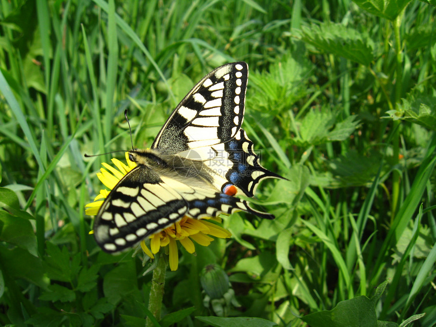 帕皮利奥马恰翁美丽的蝴蝶毛虫花蜜昆虫翅膀生活花园照片小胡子科学树干图片