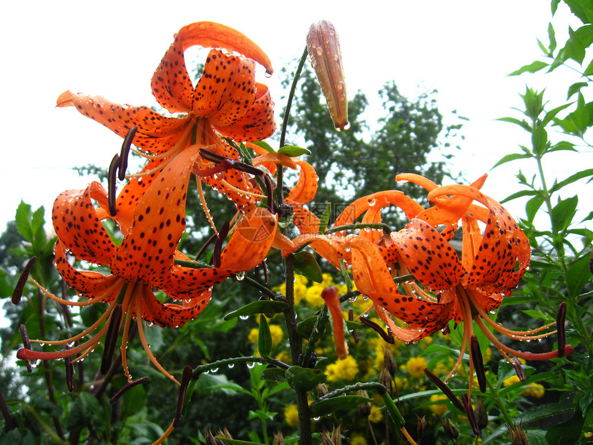 美丽的红冠百合花环境晴天横梁植物学草药叶子太阳花瓣阳光树叶图片